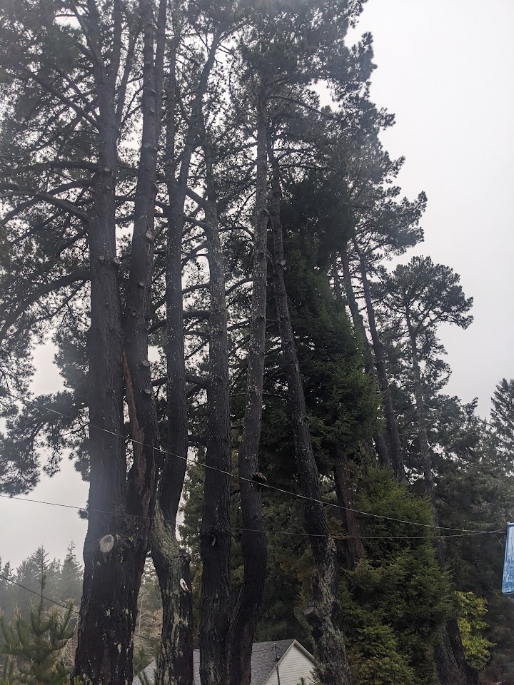 Trees and power wires, the story of this area.